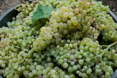 green grapes