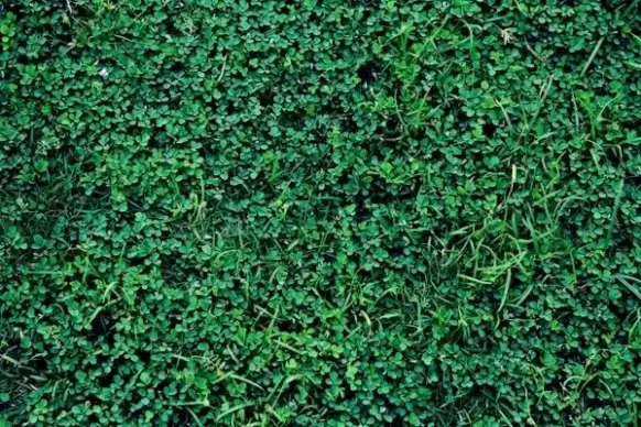 green grass background 2