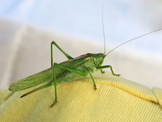 green grasshopper
