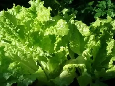 green homegrown fresh
