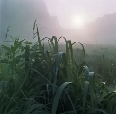 green in mist