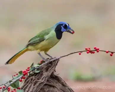 green jay
