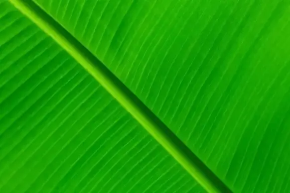 green leaf background