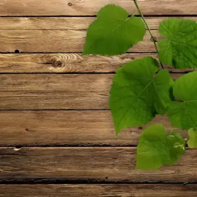 green leafy wood background 01 hd picture