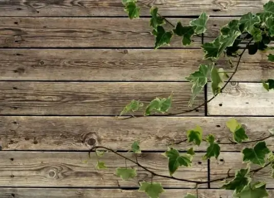 green leafy wood background hd picture
