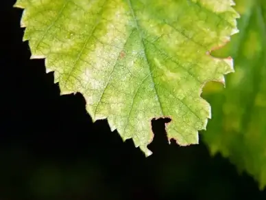 green leave macro