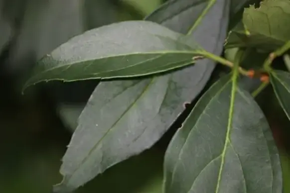 green leaves