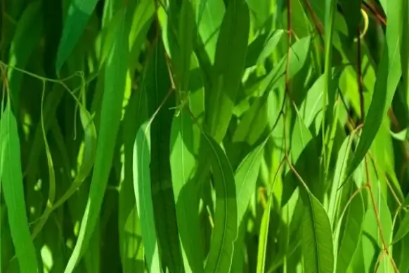 green leaves pattern