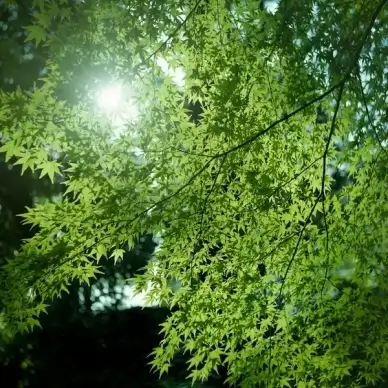 green maple leaves