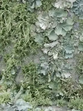 green moss lichen