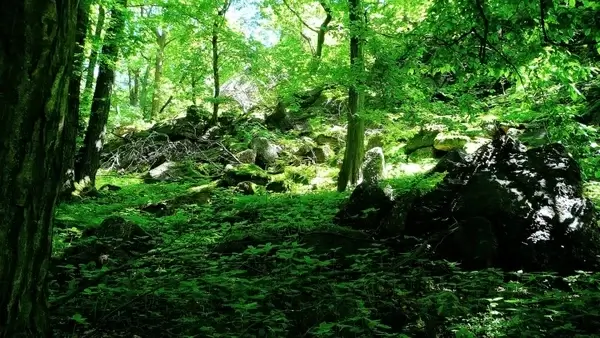 green nature