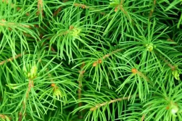 green needles background