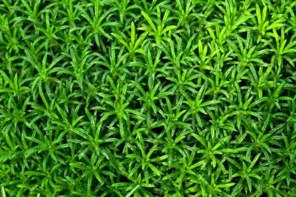 green plant wallpaper
