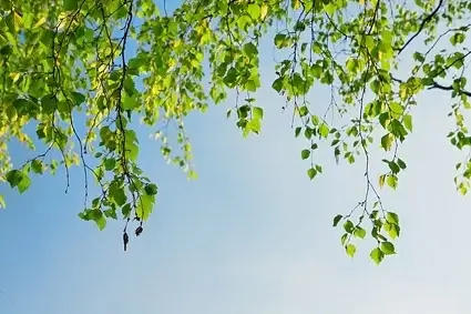 green plants under the blue sky picture