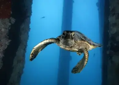 green sea turtle