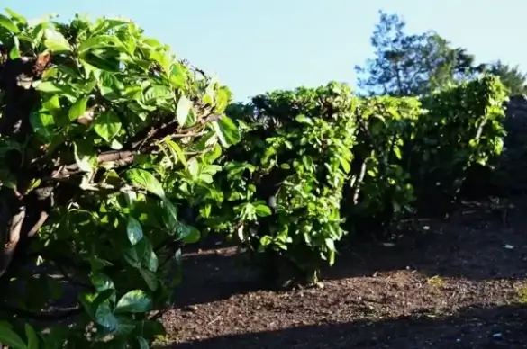 green shrubs