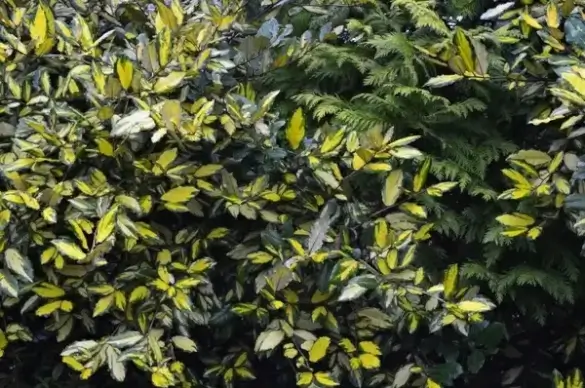 green shrubs