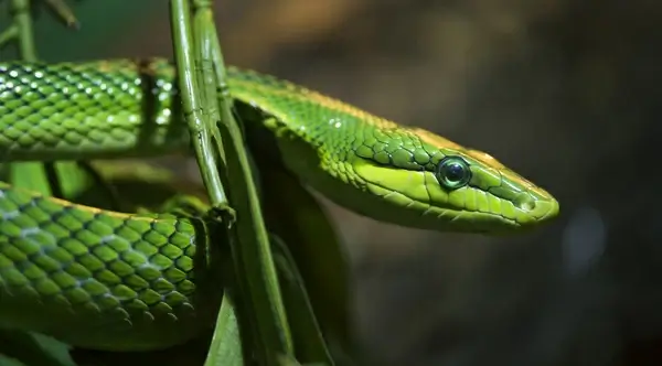 green snake