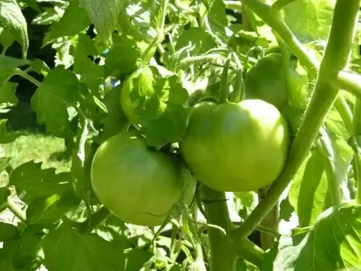 green tomatoes