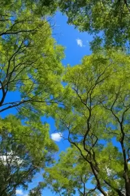 green tree canopy