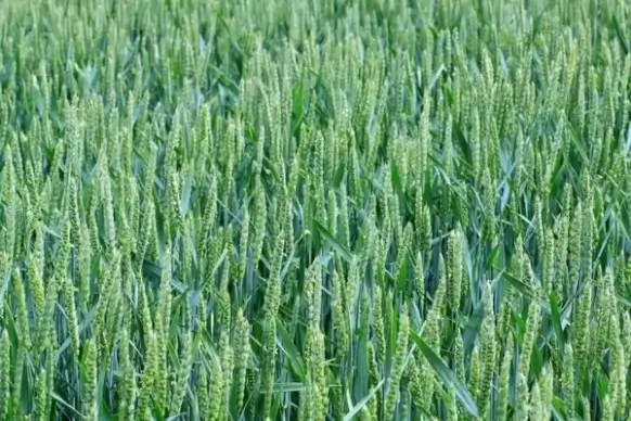 green wheat field