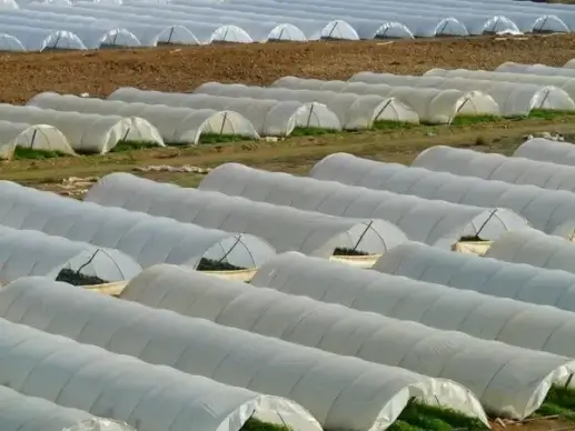 greenhouse nursery agriculture