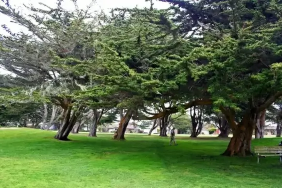 grove of trees