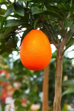 growing orange on tree