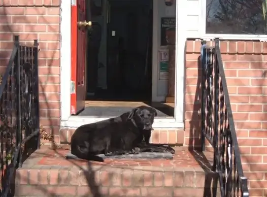 guard dog on duty