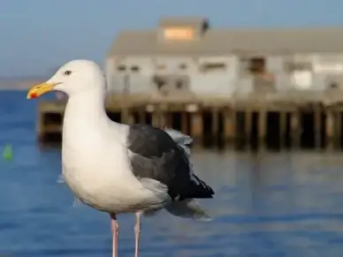 gull bill birds