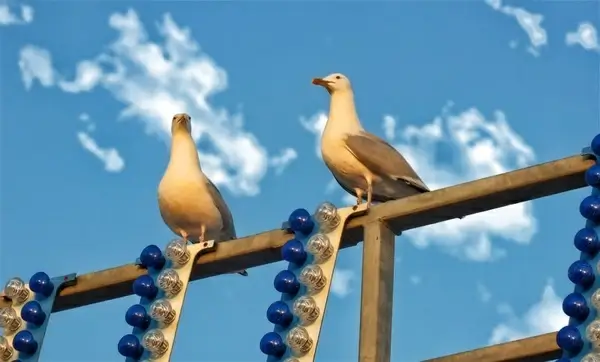 gulls sea gull birds
