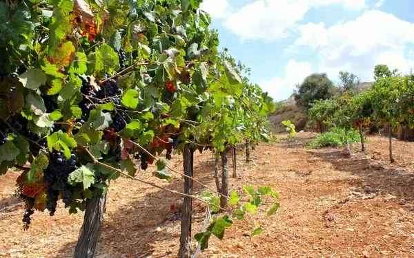 gush etzion israel