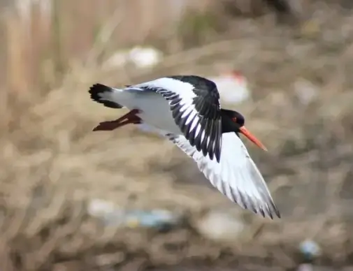 haematopus ostralegus bird flight