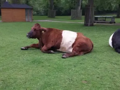 haighlander cow animal