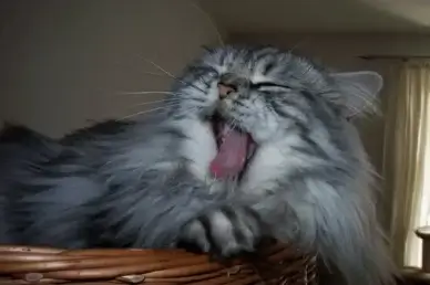 hangover cat breed cat