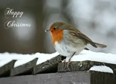 happy christmas
