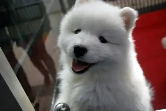 happy puppy