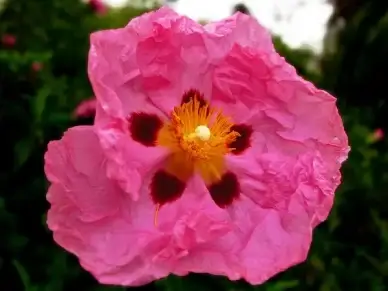 happy quotquinta flowerquot