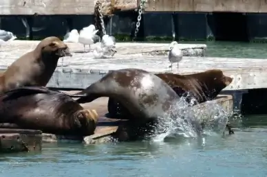 harbor seal ocean