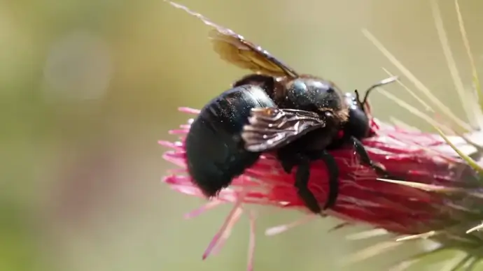 hard working wild honey bee
