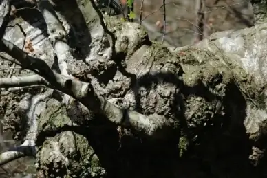 haritza zuhaitza oak