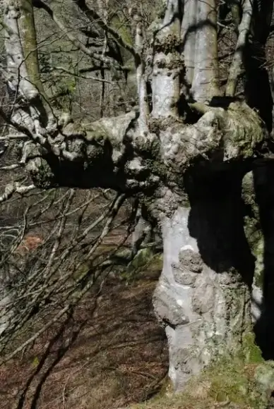 haritza zuhaitza oak
