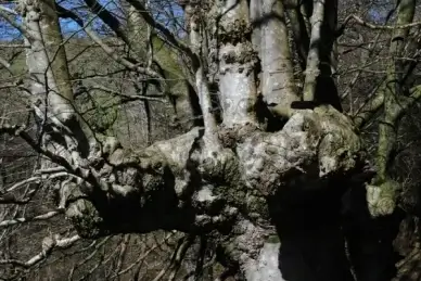 haritza zuhaitza oak