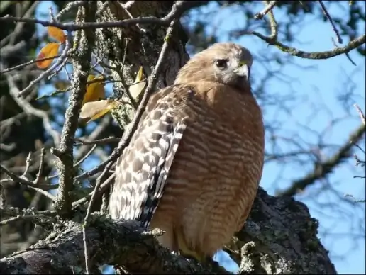 hawk 946