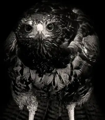 hawk on the black background
