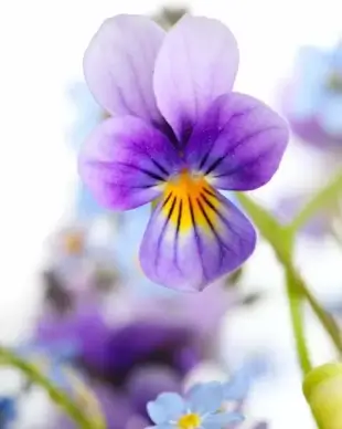 hd pictures of beautiful flowers 04