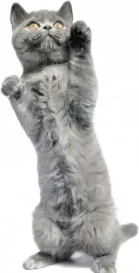 hd pictures of cute cat 05