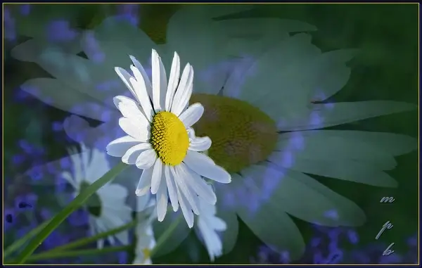 he loves me he loves me not explore