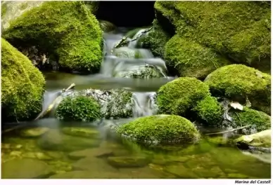heart of nature