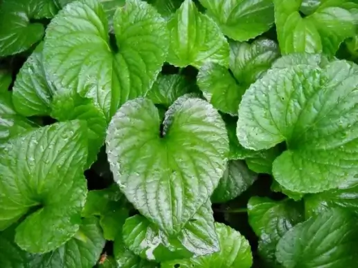 heart shaped leaves